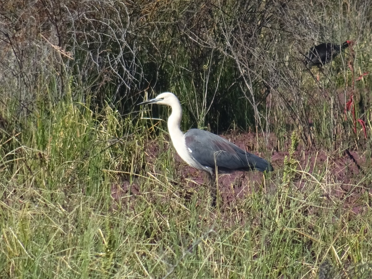 Garza Cuelliblanca - ML645640383