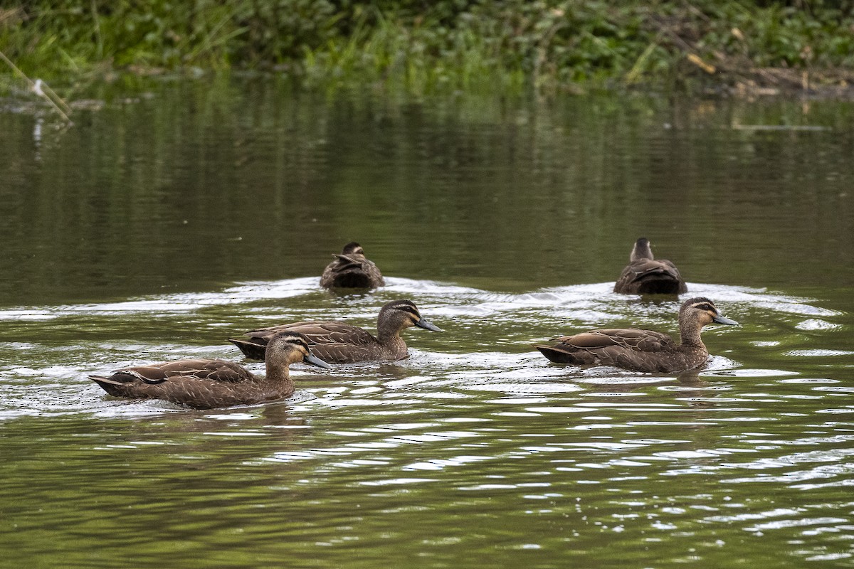 Pacific Black Duck - ML645640384