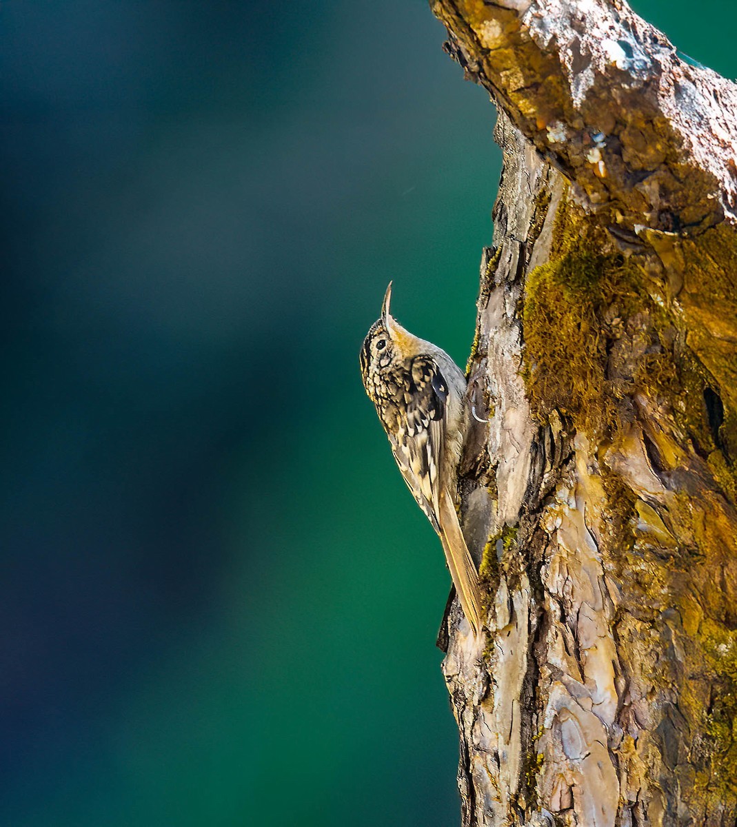 Agateador de Manipur - ML645640385