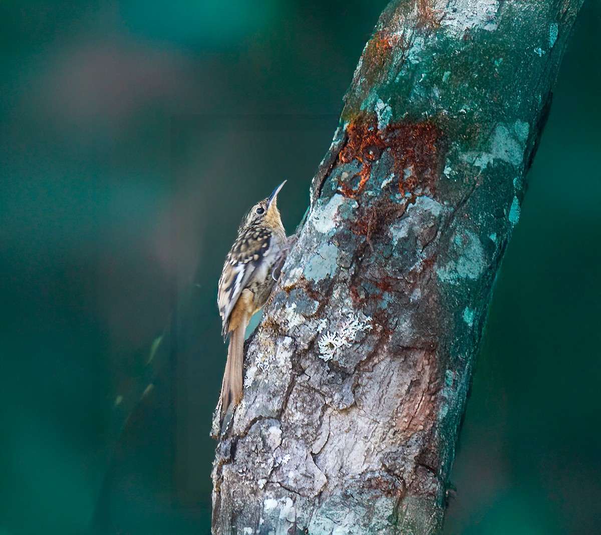 Agateador de Manipur - ML645640386