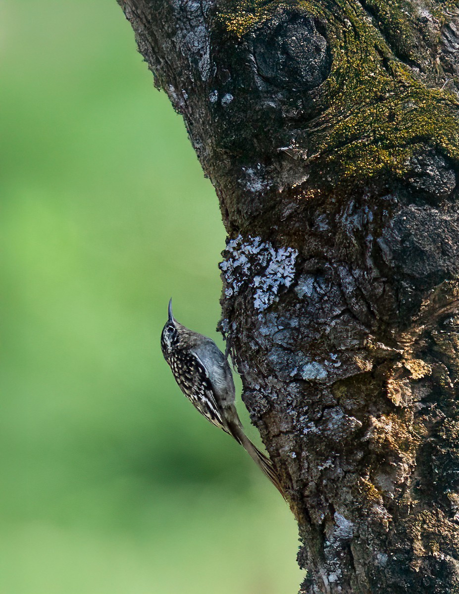 Agateador de Manipur - ML645640387