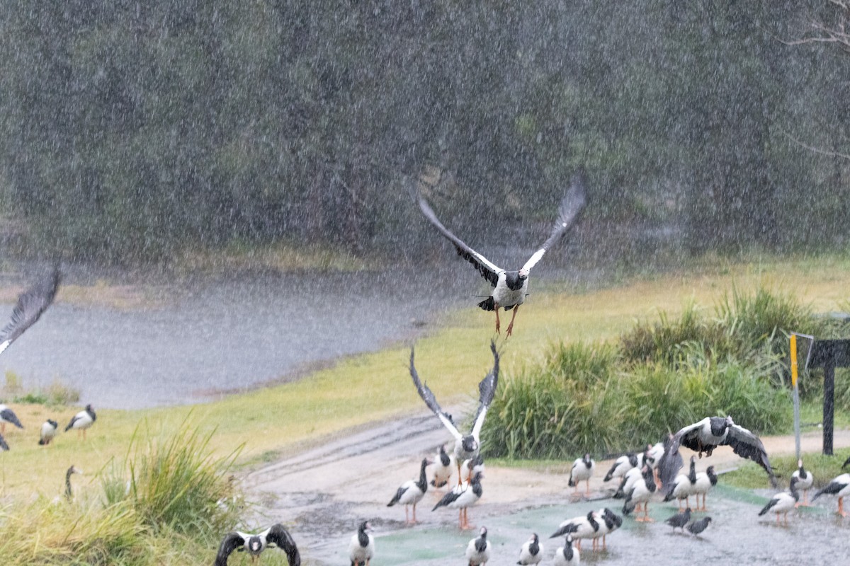 Ganso Urraca - ML645640390