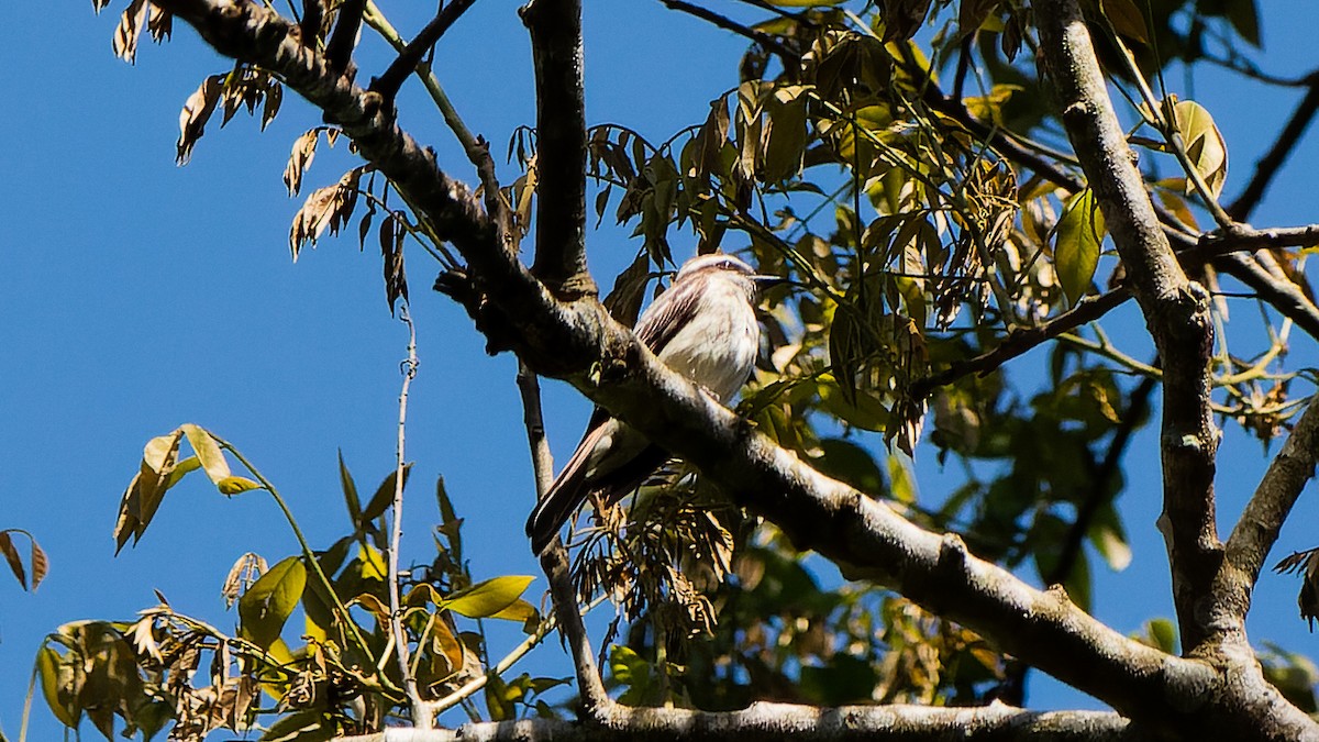 Tuquito Rayado - ML645640391