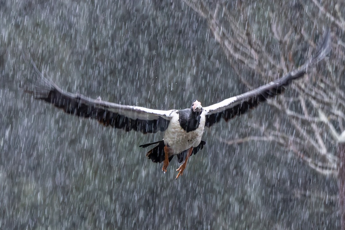 Ganso Urraca - ML645640392