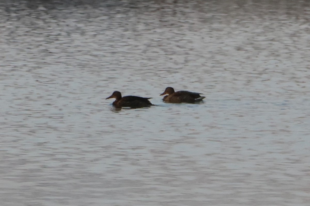 Ánade Friso - ML645640393