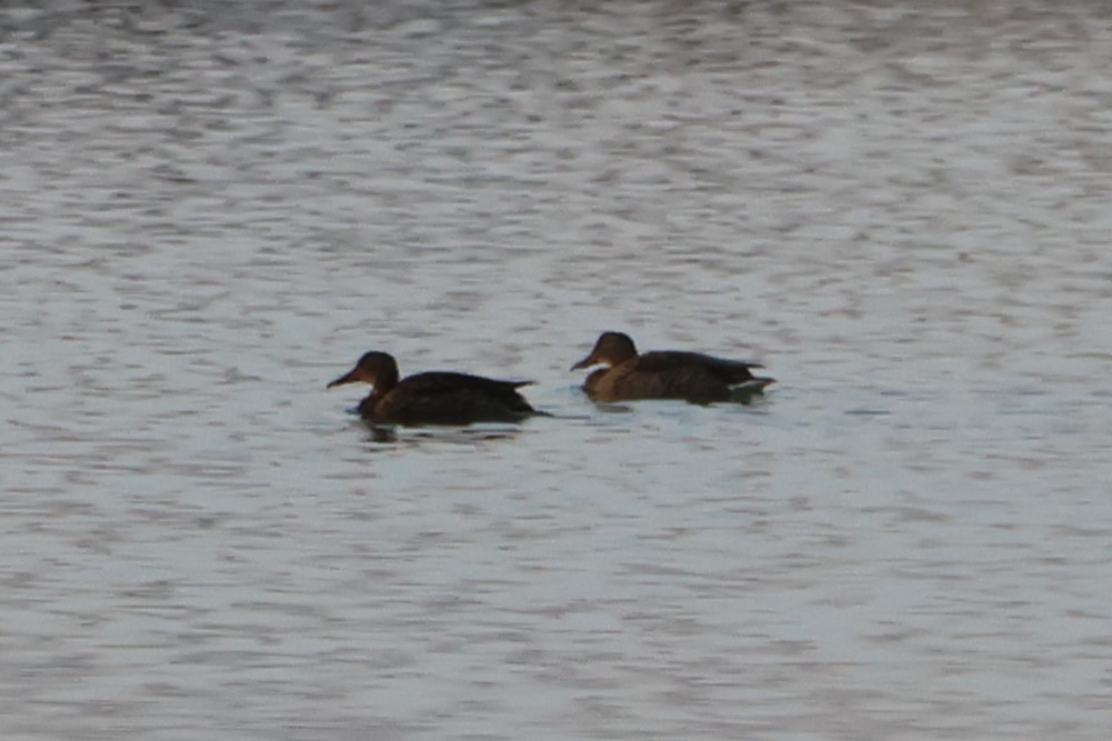 Ánade Friso - ML645640394