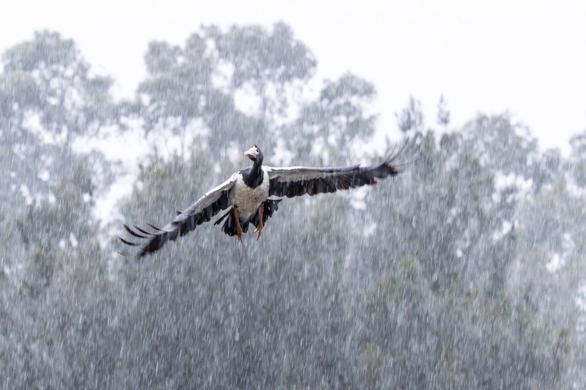 Ganso Urraca - ML645640395