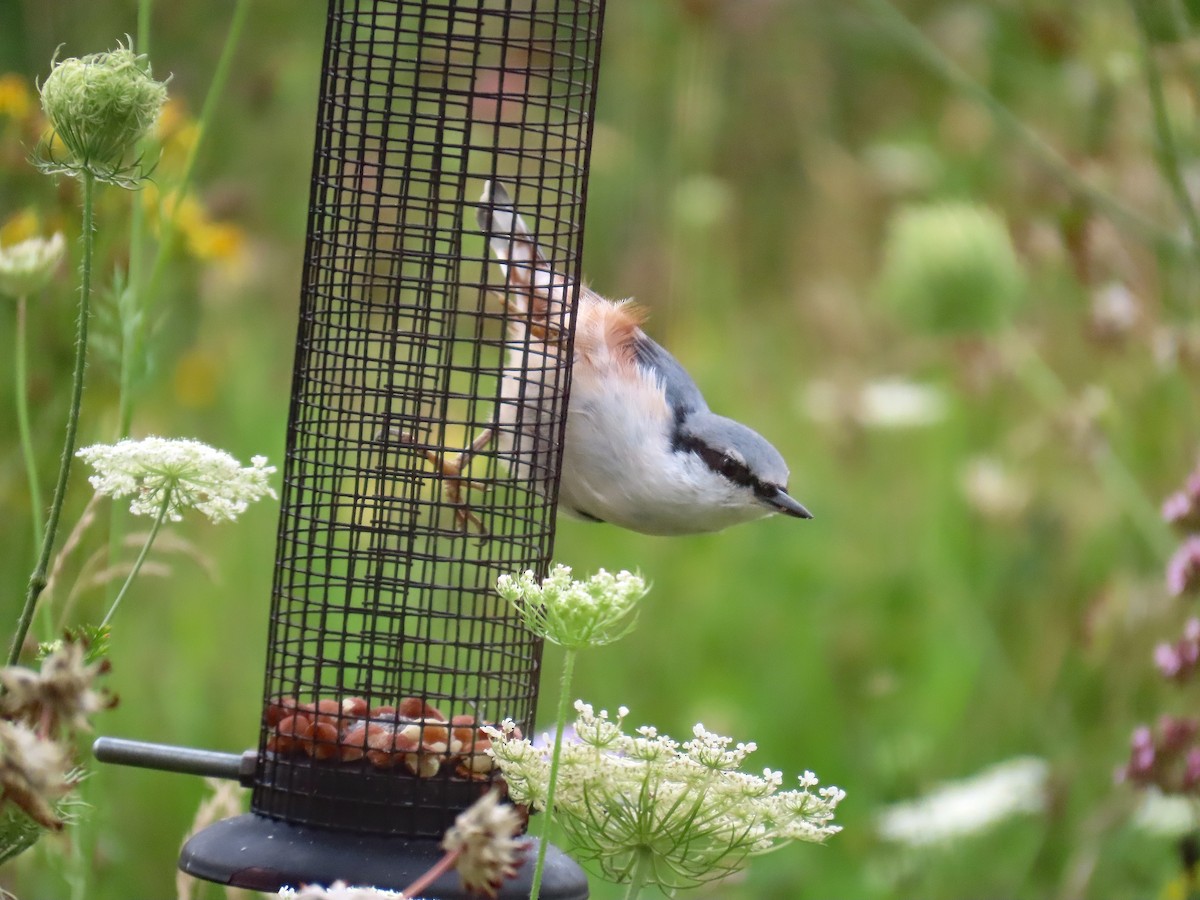 Trepador Azul - ML645640396