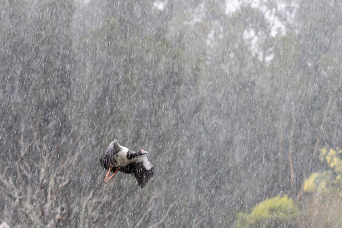 Ganso Urraca - ML645640397