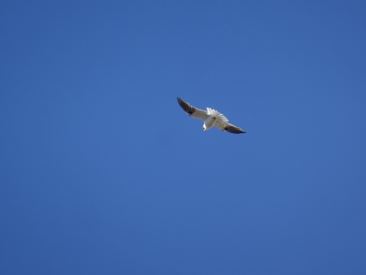 Elanio Australiano - ML645640398