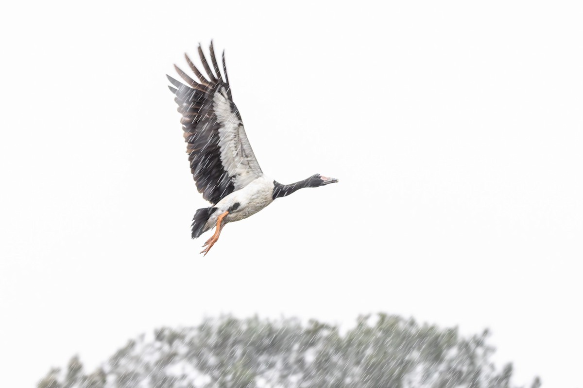 Ganso Urraca - ML645640399