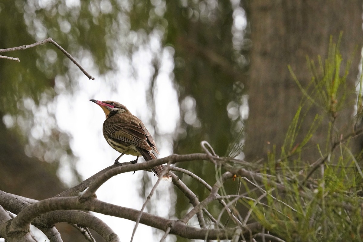 Diken Yanaklı Balkuşu - ML645640406
