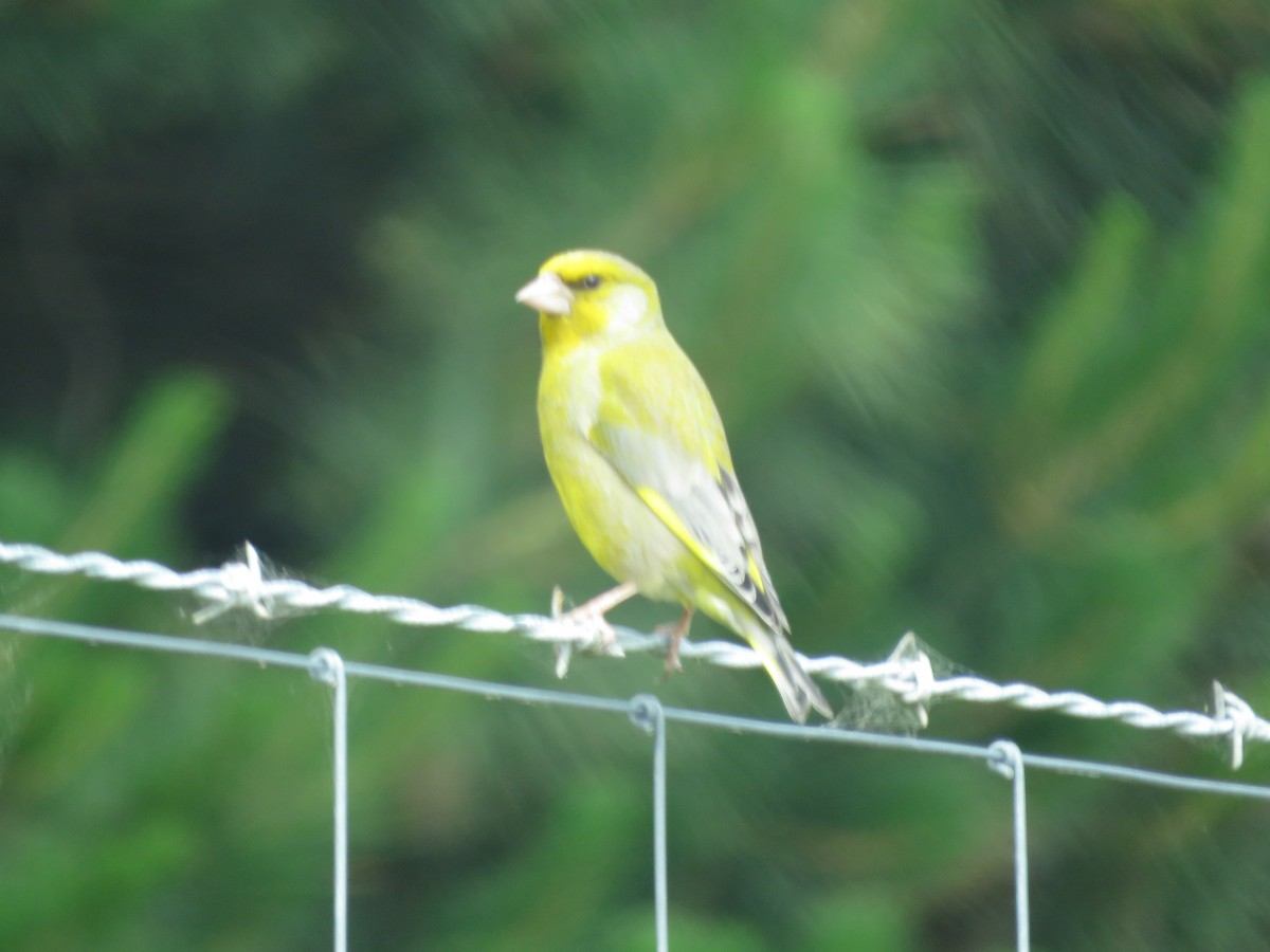 Txorru arrunta - ML645640407