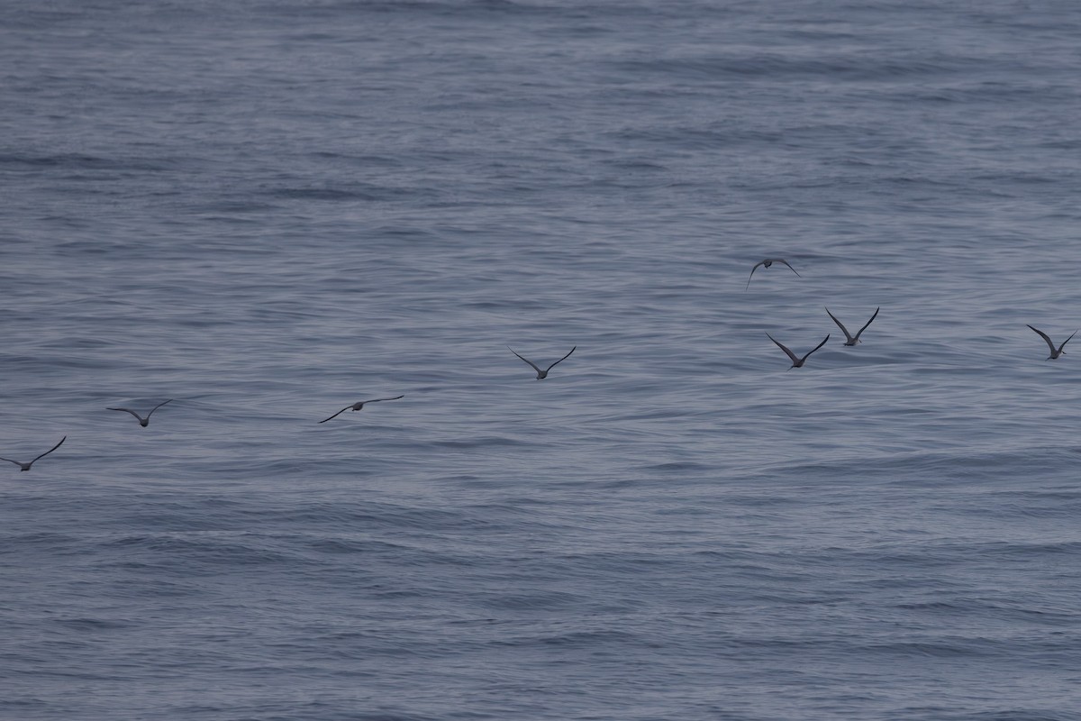 Long-tailed Jaeger - ML645640409