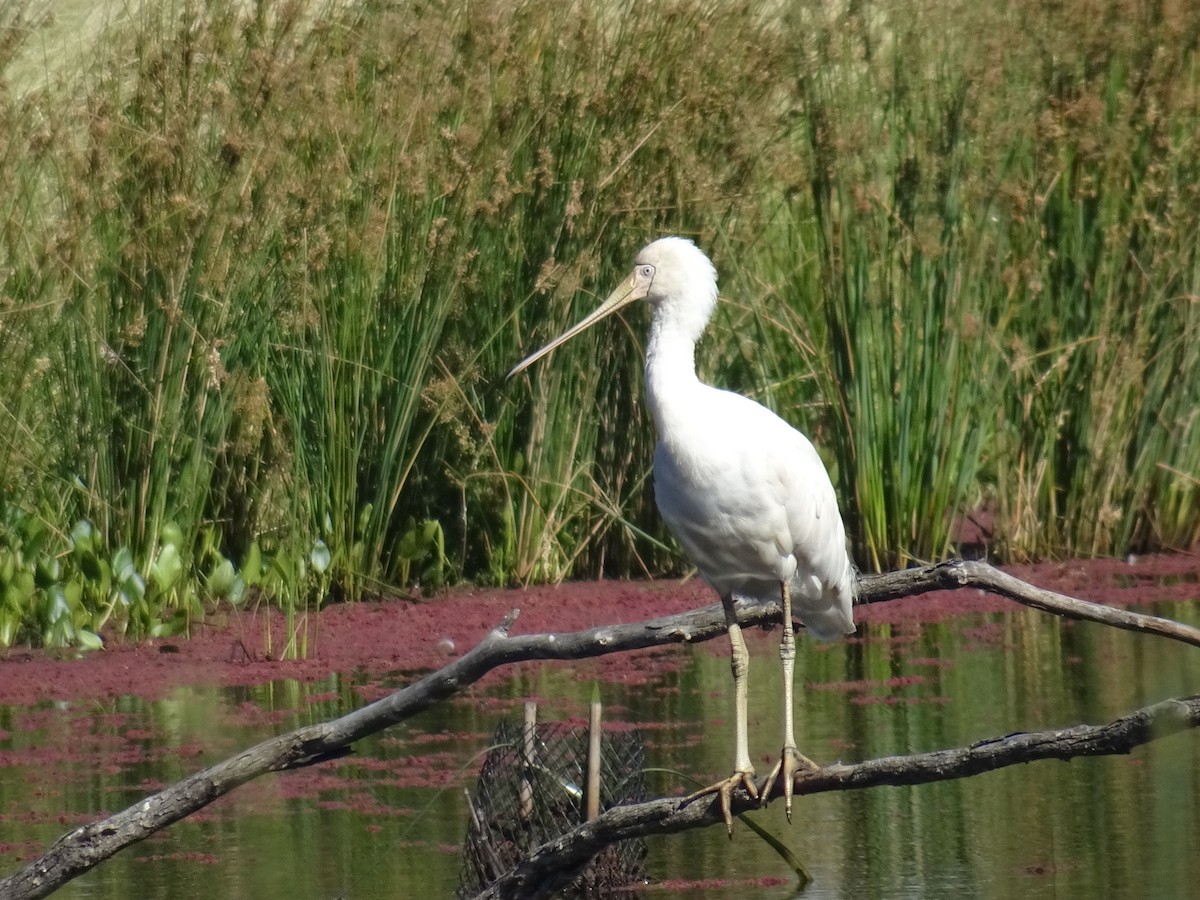 Yellow-billed Spoonbill - ML645640411