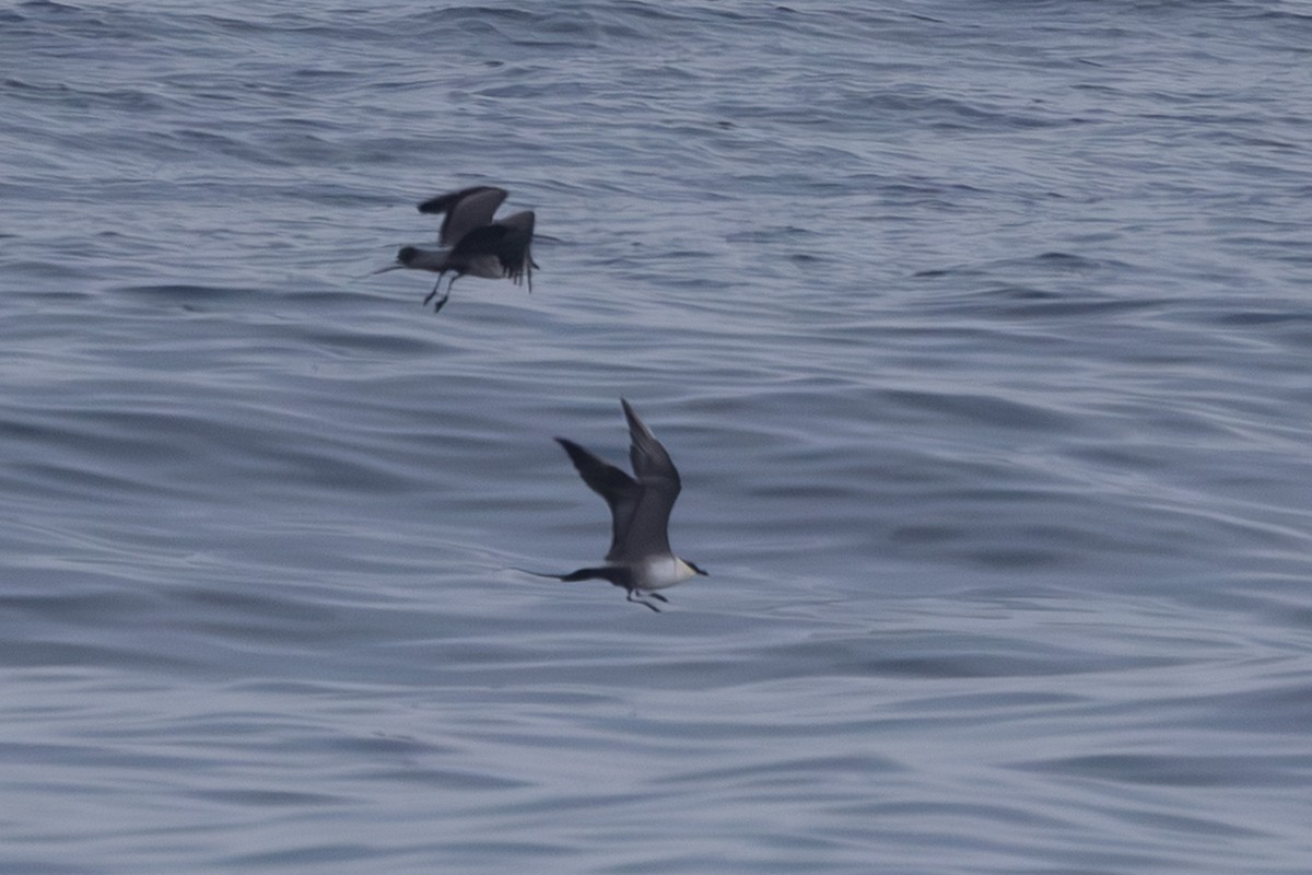 Long-tailed Jaeger - ML645640414