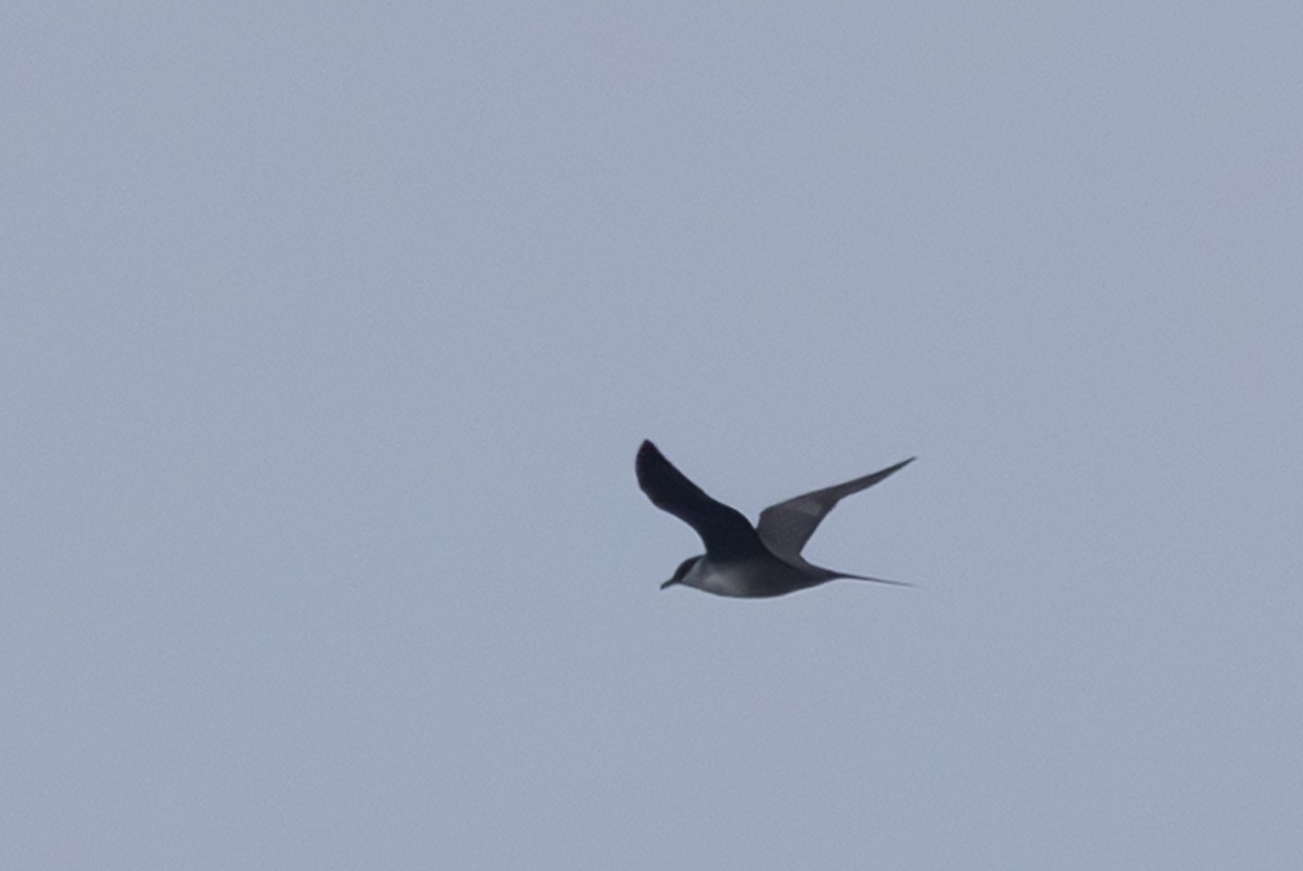 Long-tailed Jaeger - ML645640415