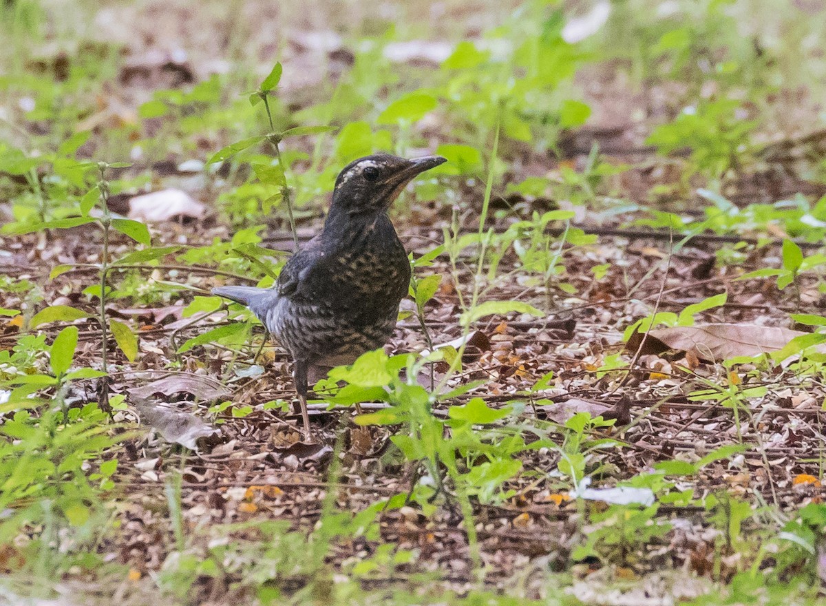Siberian Thrush - ML645640417