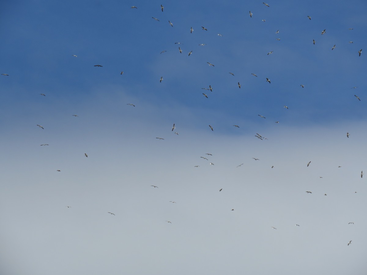 Kaio domingotarra - ML645640418