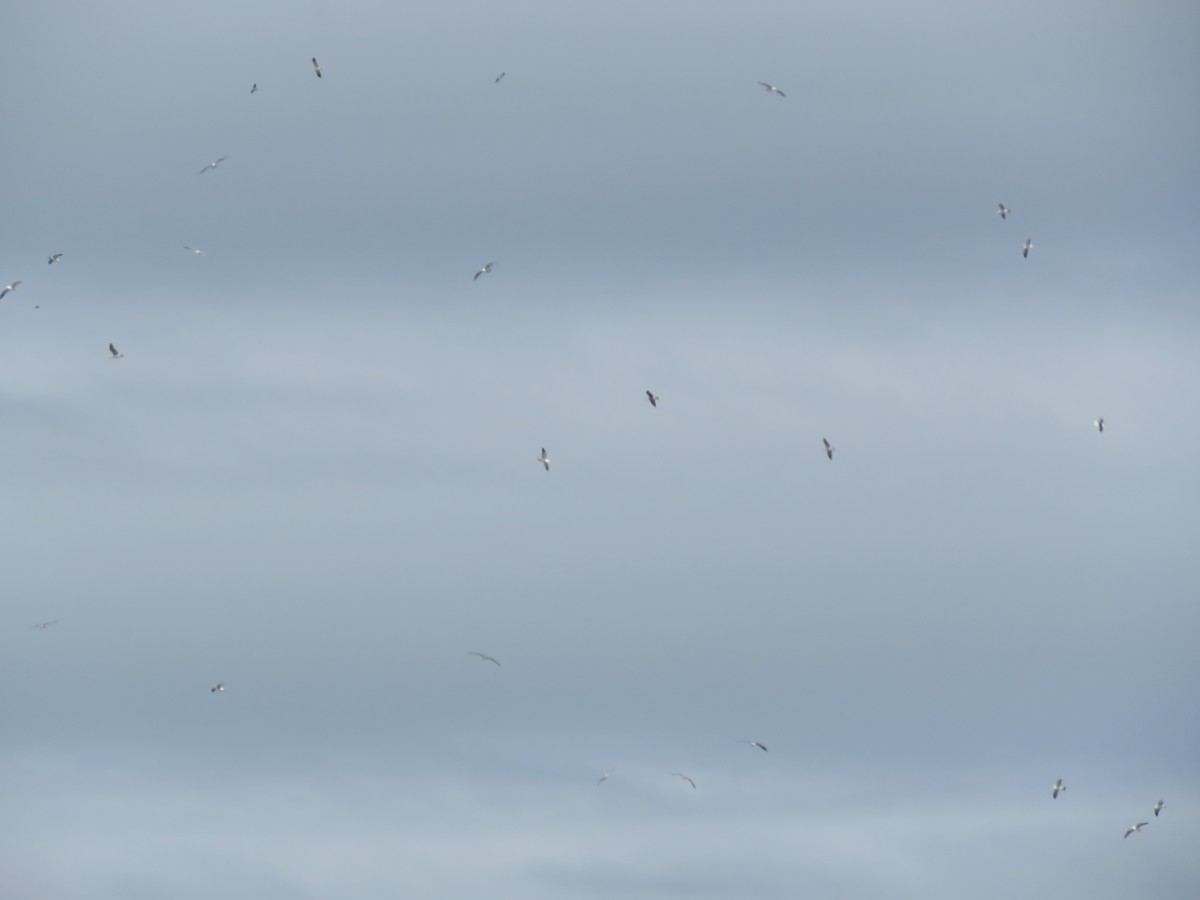 Kaio domingotarra - ML645640423