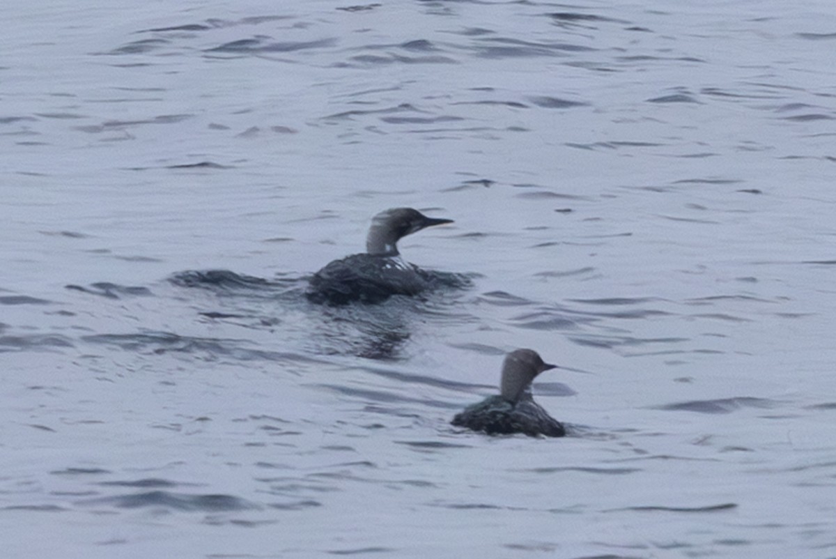 Pacific Loon - ML645640424