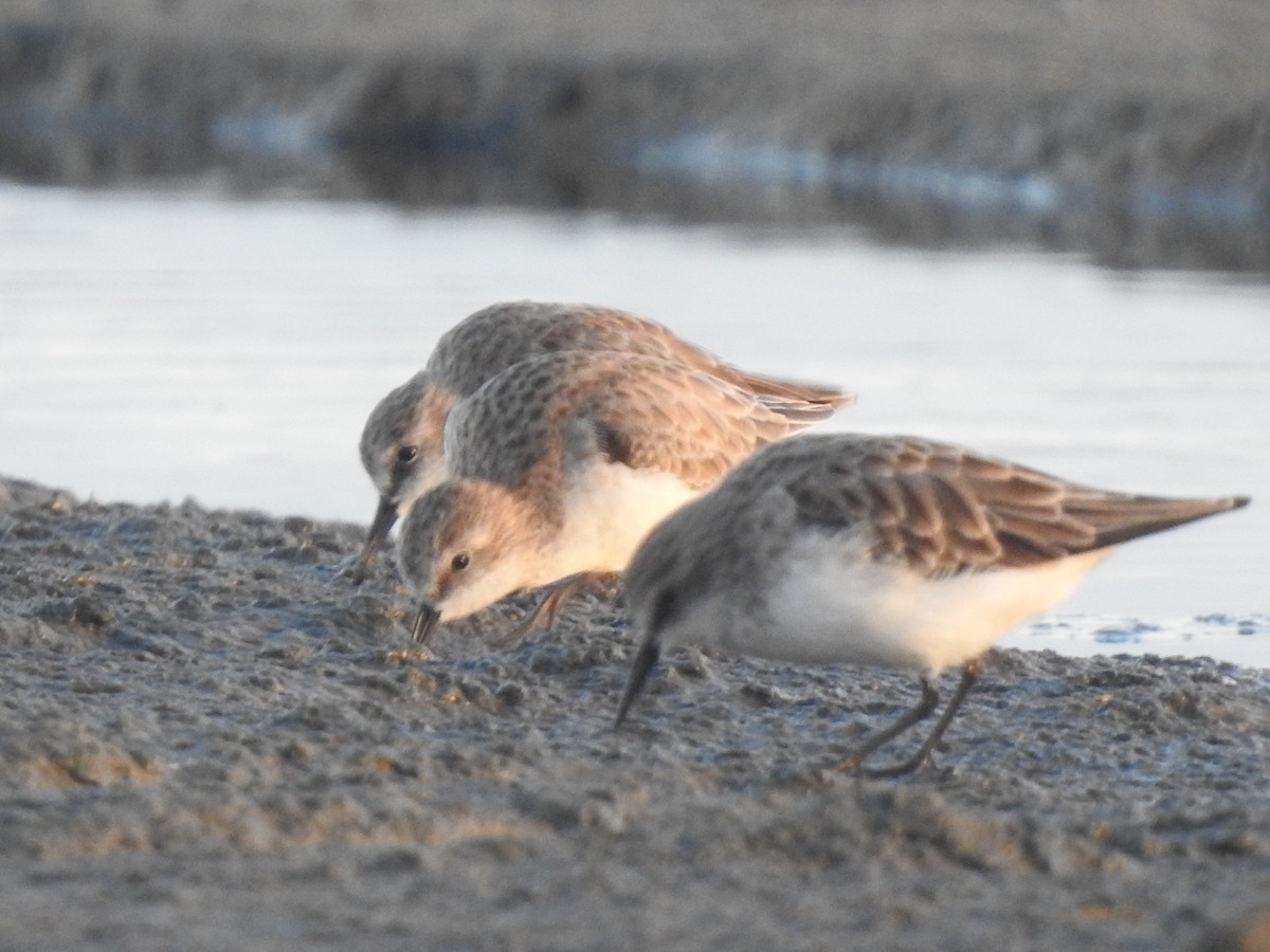 Küçük Kumkuşu - ML645640430