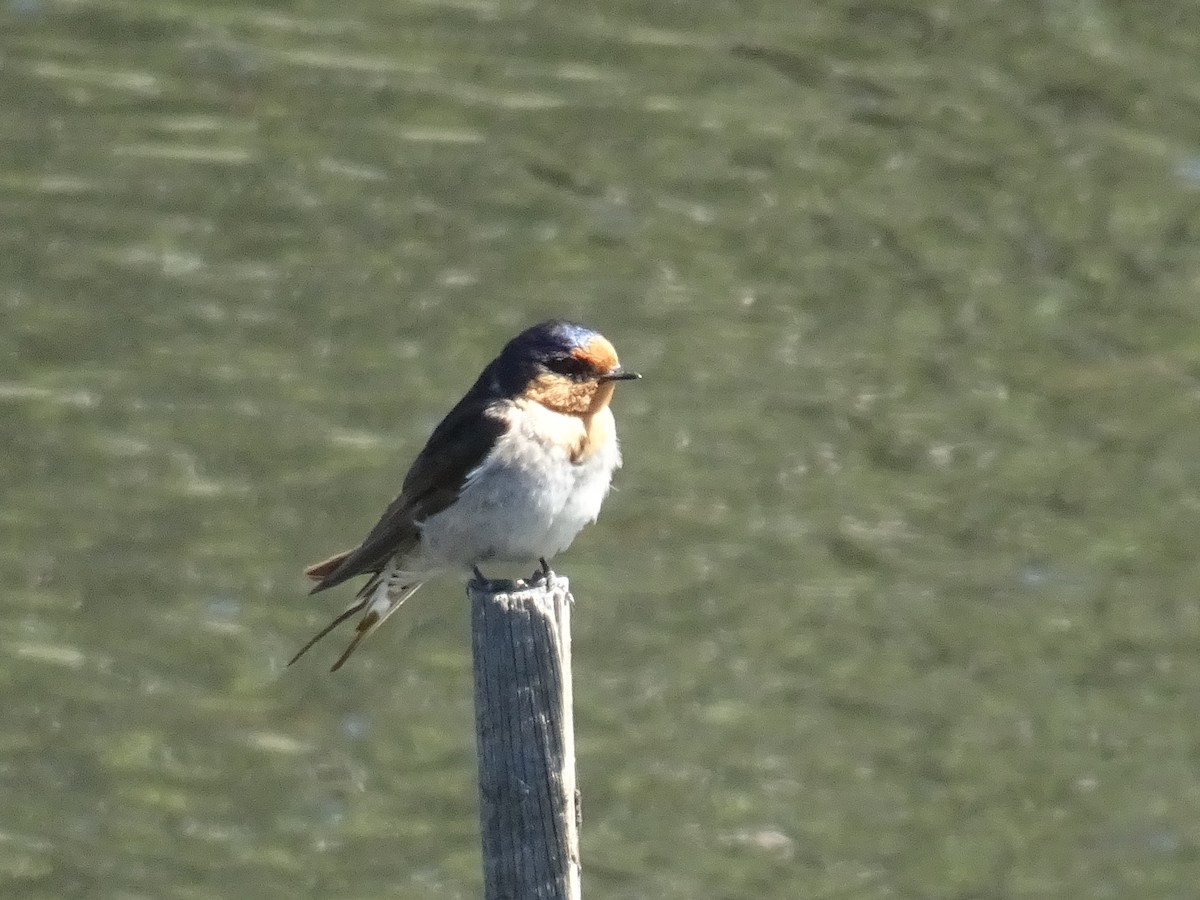 Welcome Swallow - ML645640431