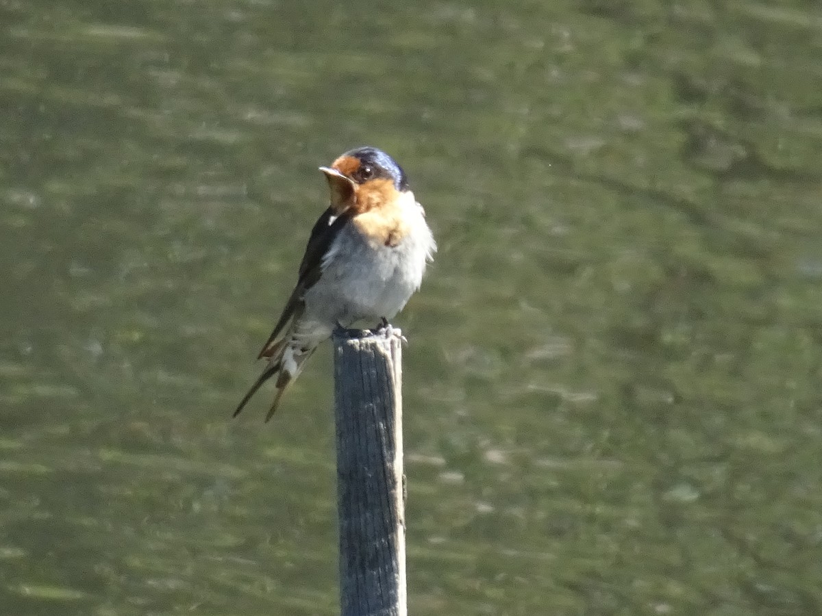 Welcome Swallow - ML645640432