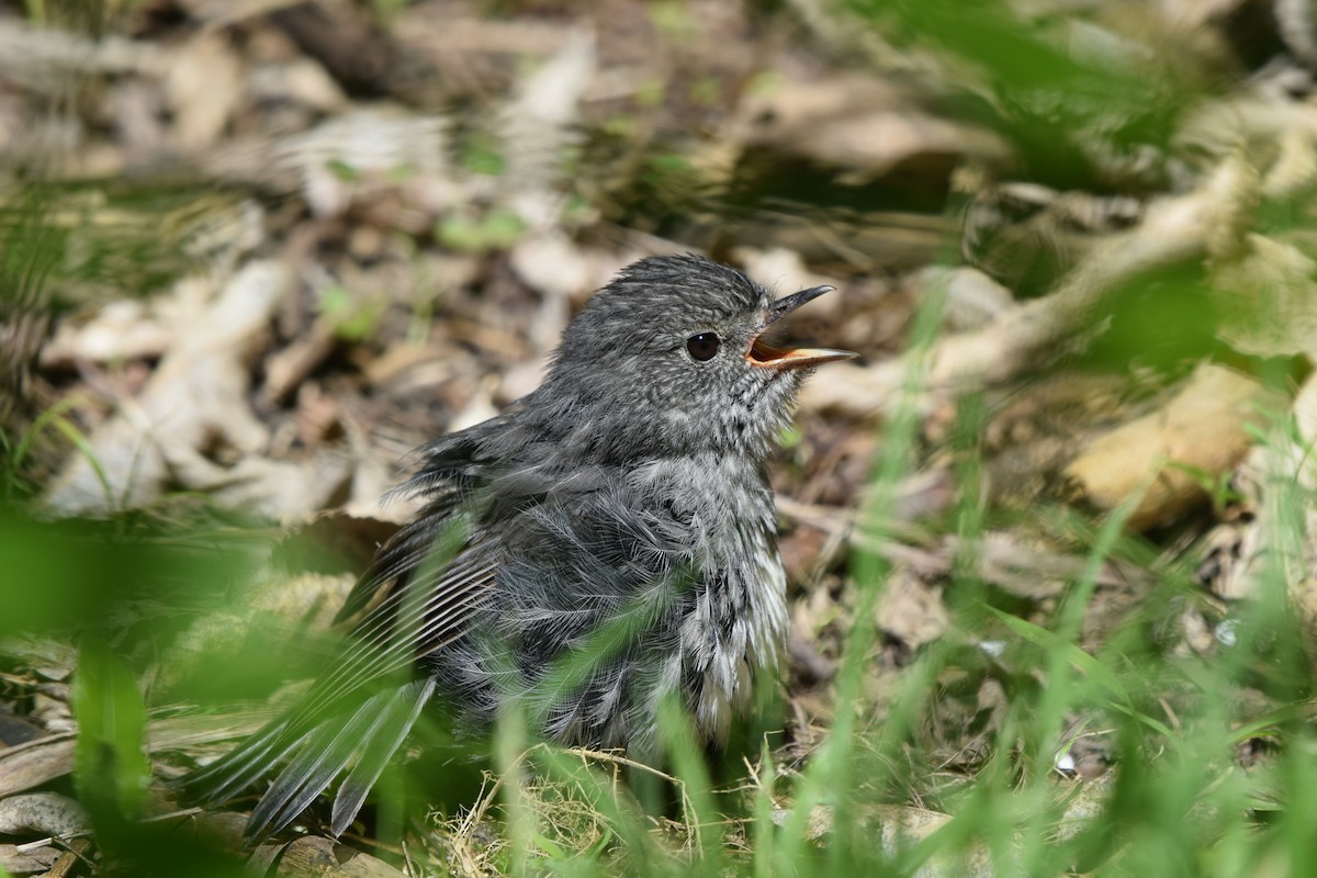 North Island Robin - ML645640433