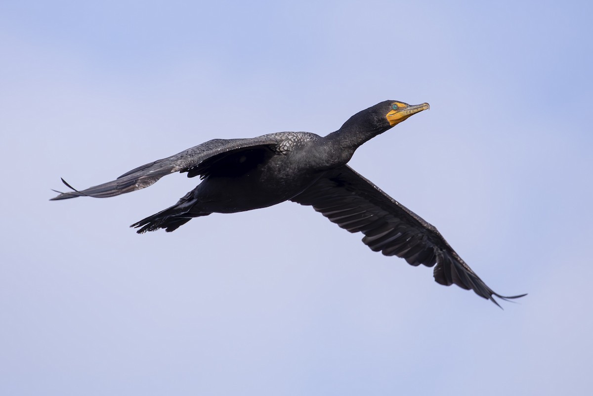 קורמורן אמריקני - ML645640434