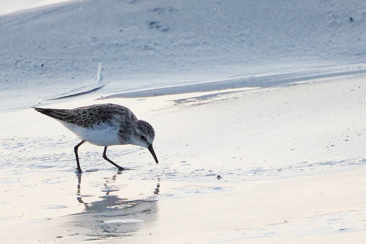 חופית קטנה - ML645640437