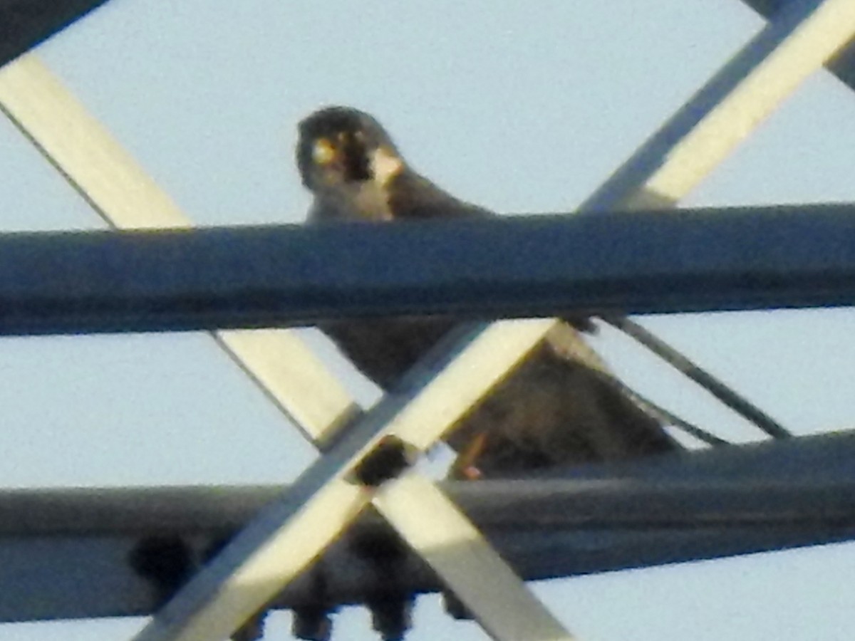 בז נודד - ML645640438