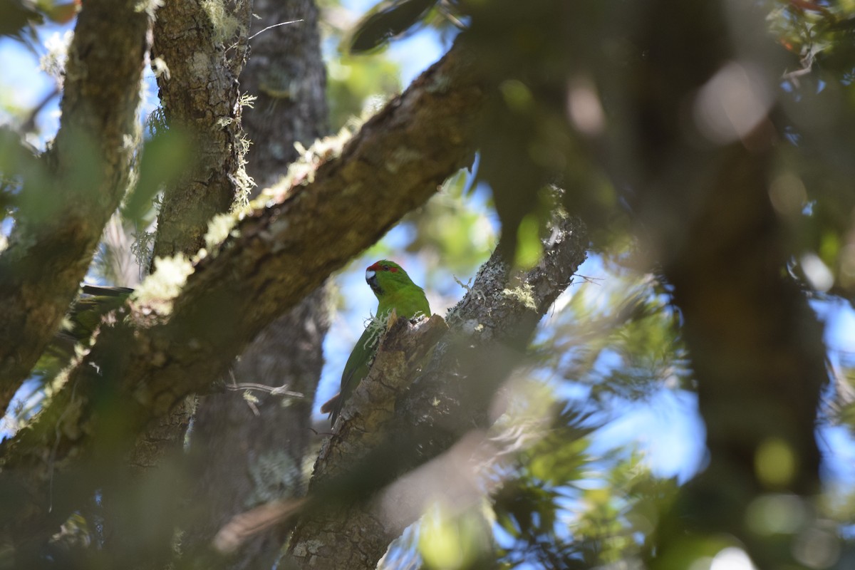Red-crowned Parakeet - ML645640439