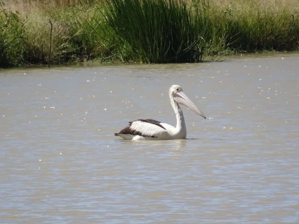 Australian Pelican - ML645640441