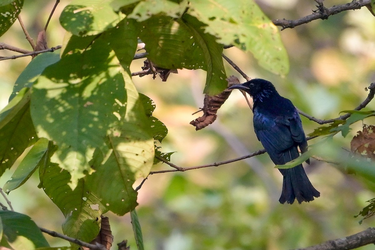Hair-crested Drongo - ML645640443