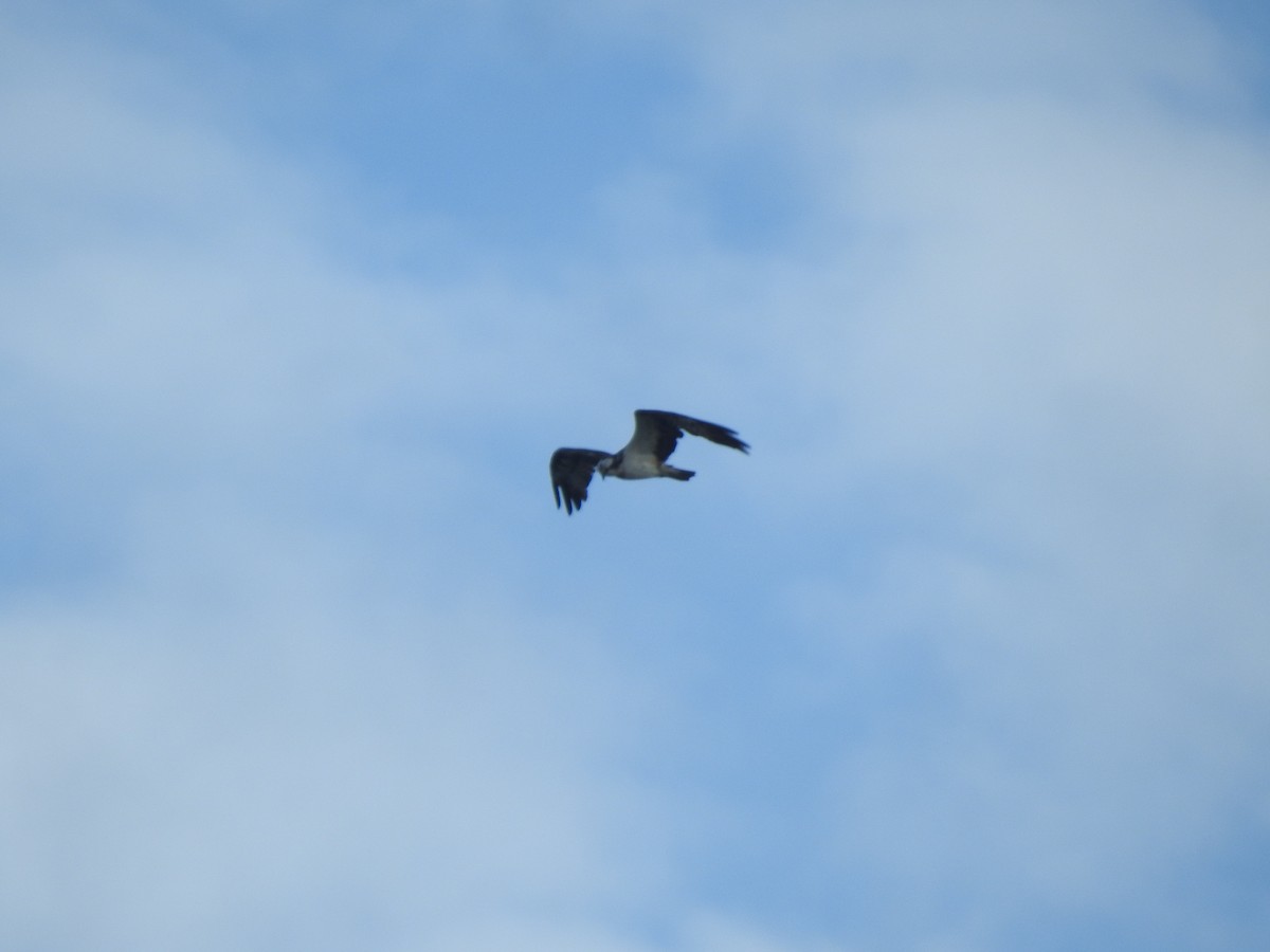 שלך - ML645640444