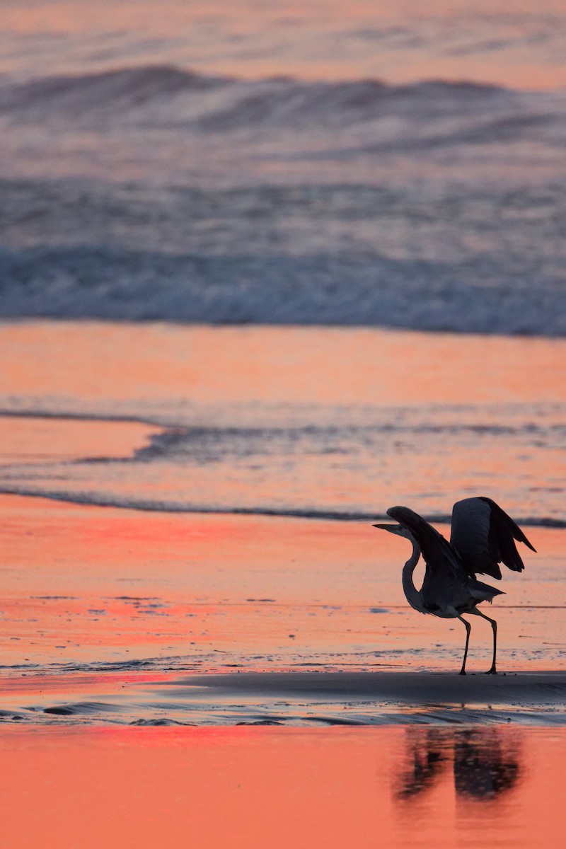 אנפה אפורה - ML645640445