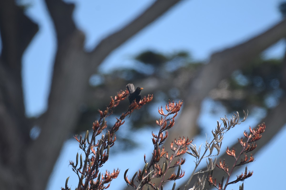 שחרור - ML645640446
