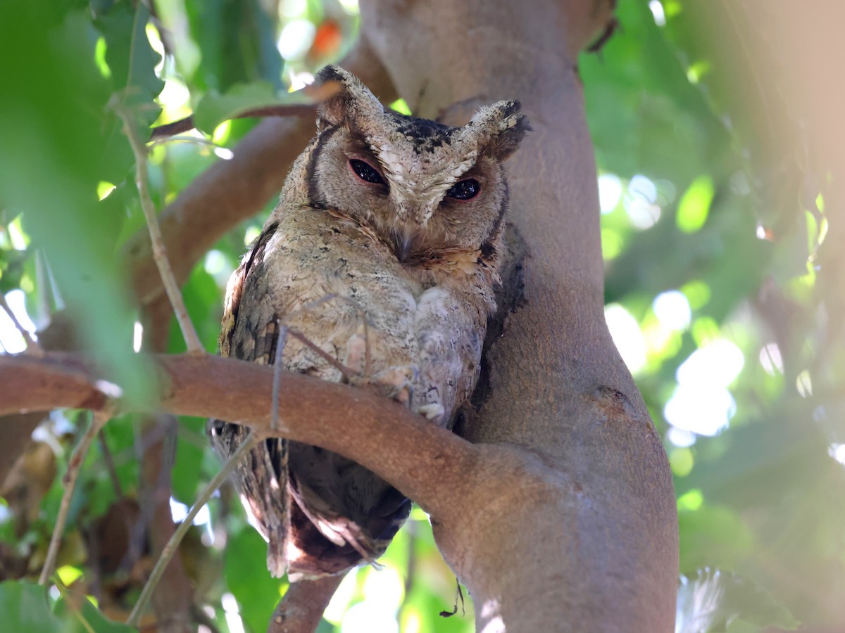 Collared Scops-Owl - ML645640447