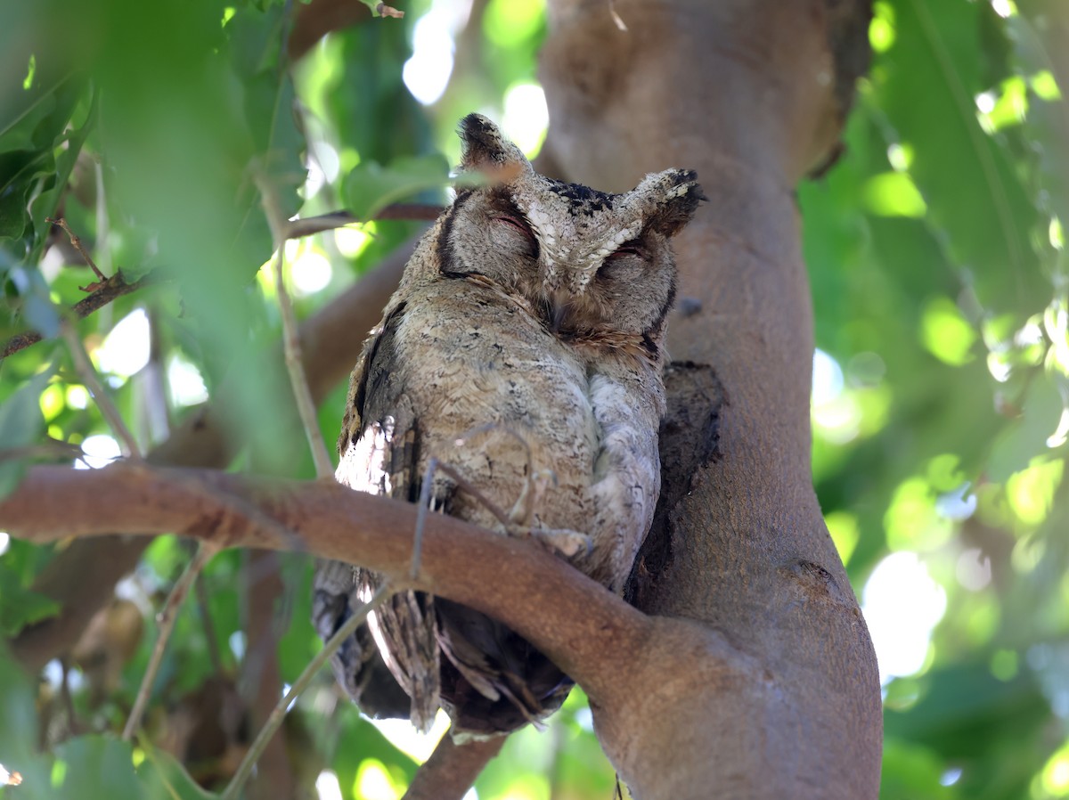 Collared Scops-Owl - ML645640448