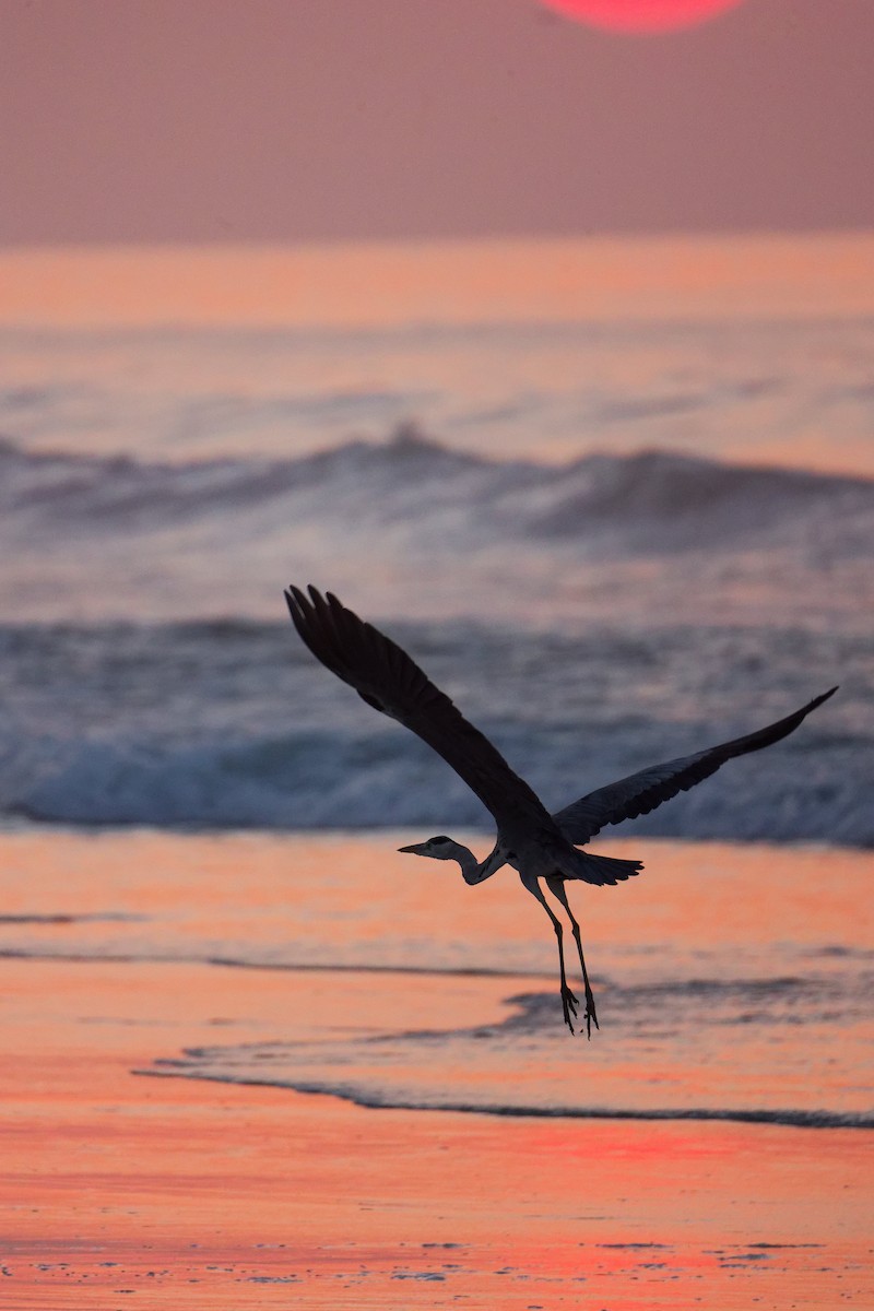 אנפה אפורה - ML645640449