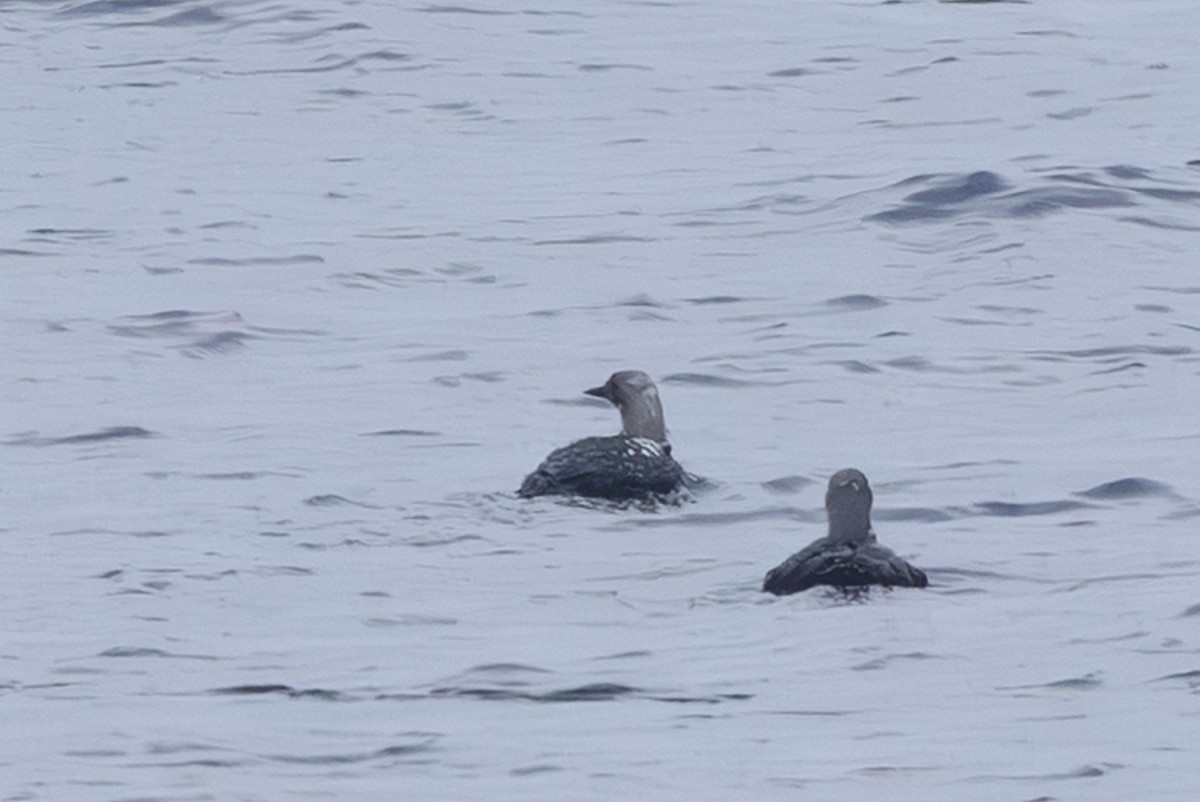 צוללן בלתי-מזוהה - ML645640450