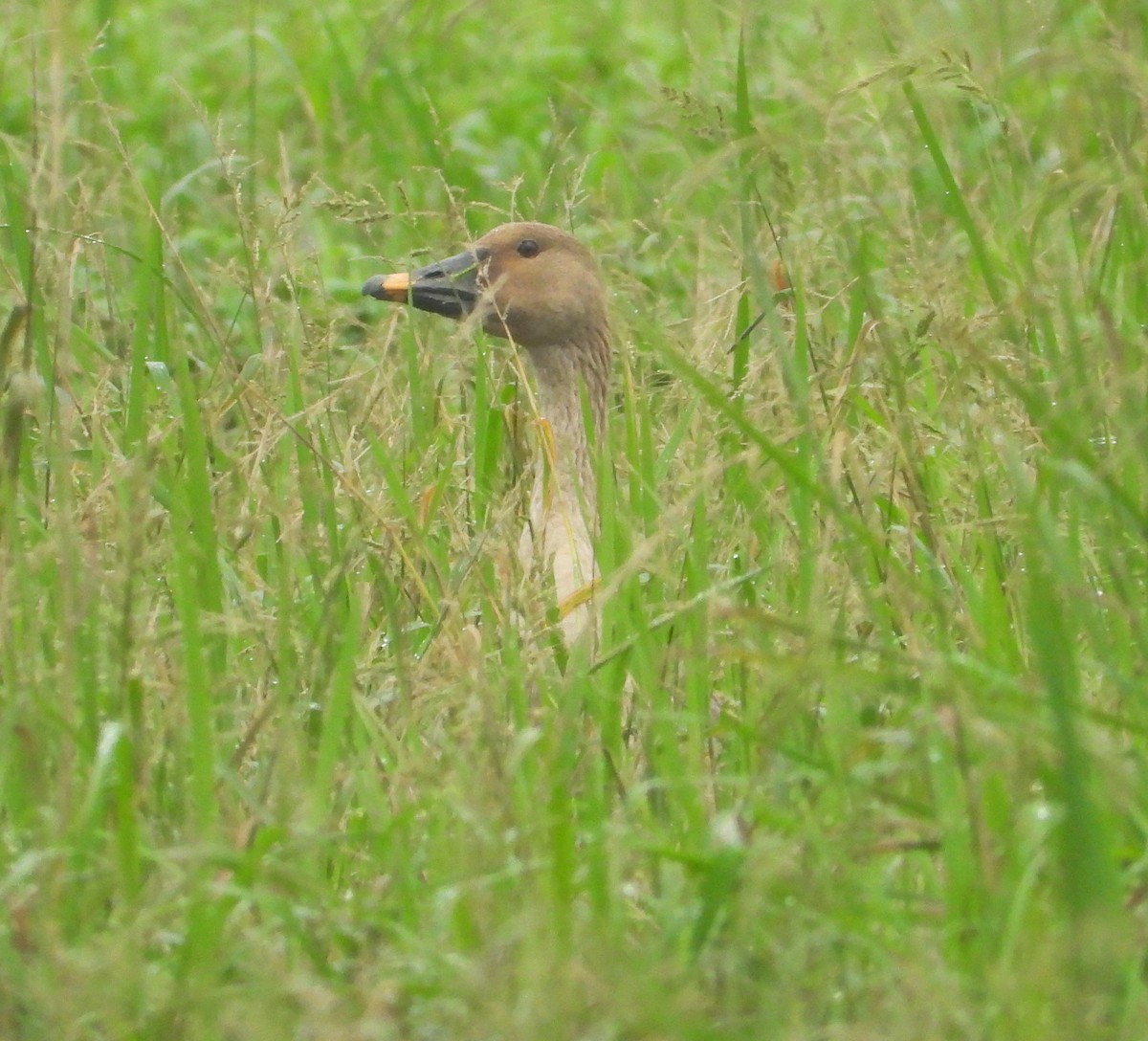אווז אחו טאיגה - ML645640452