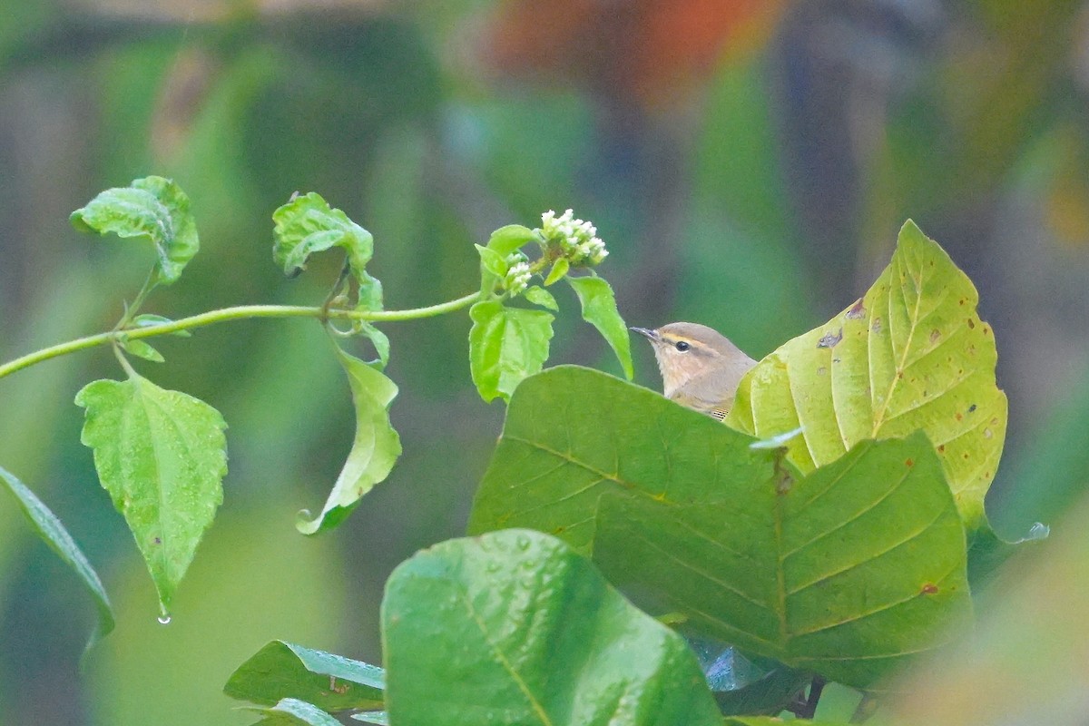 עלווית חורף - ML645640453