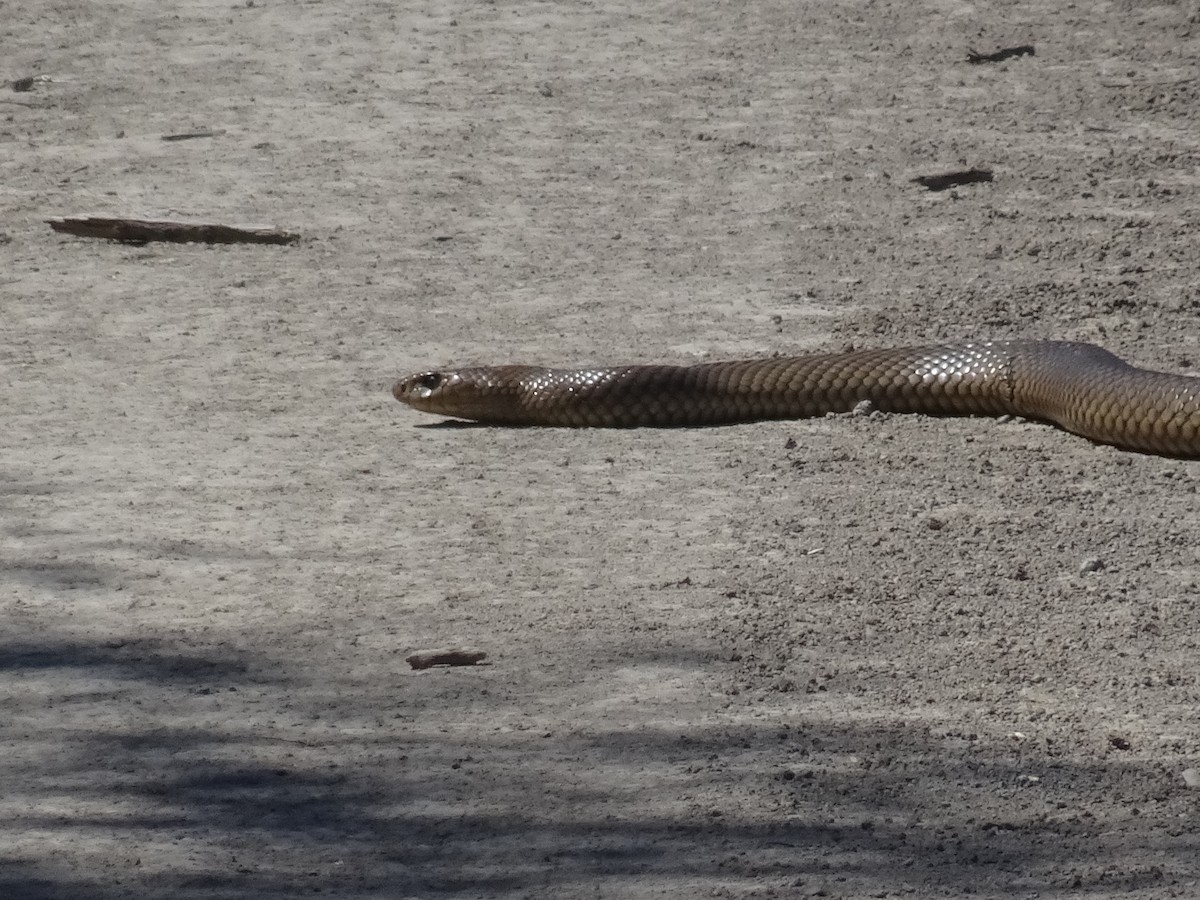 Serpente bruno orientale - ML645640454