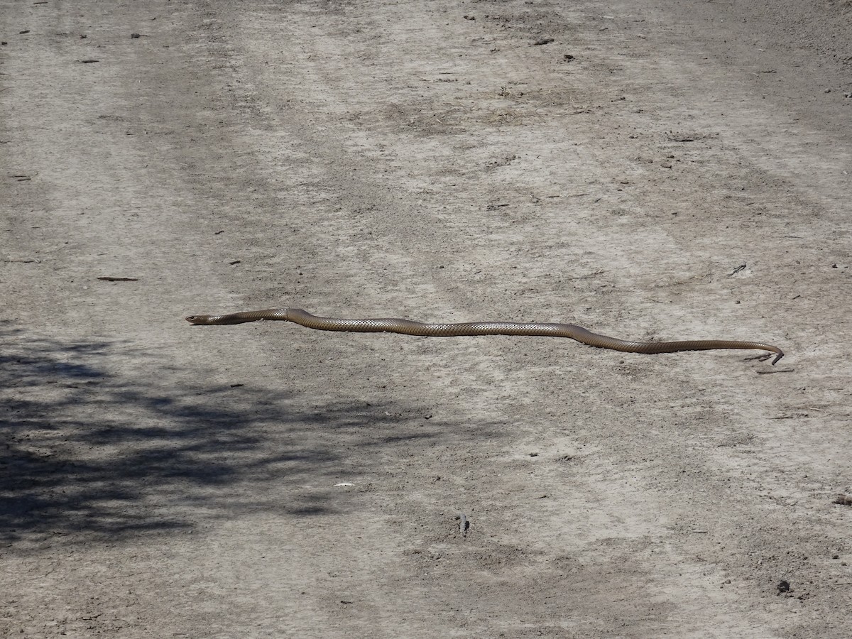 Serpente bruno orientale - ML645640455