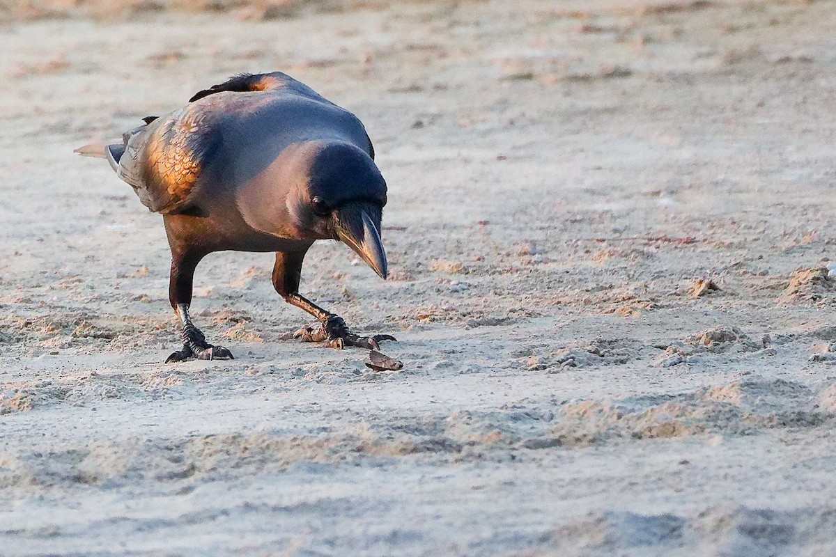 עורב הודי - ML645640456