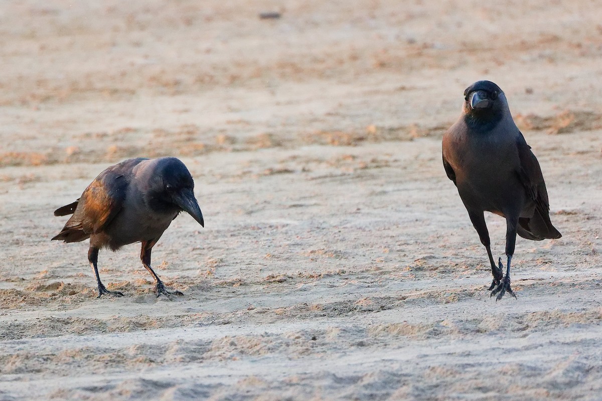 עורב הודי - ML645640457