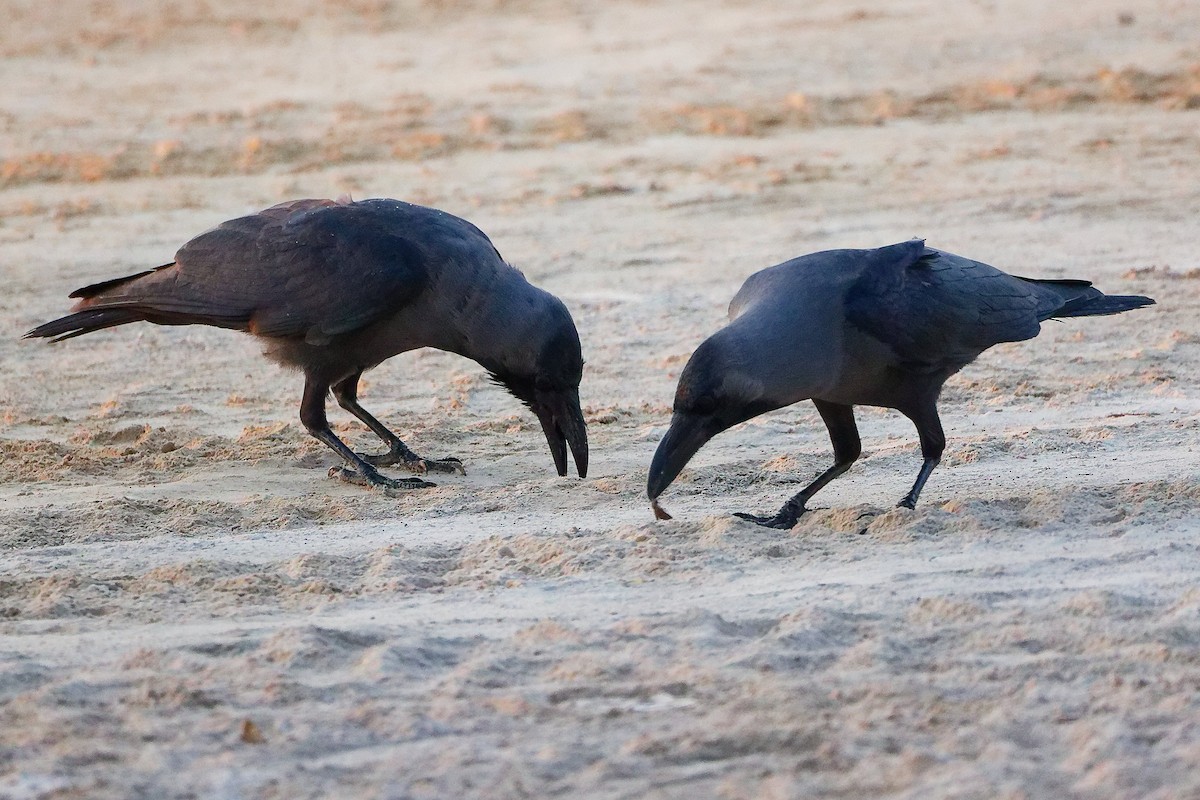 עורב הודי - ML645640458
