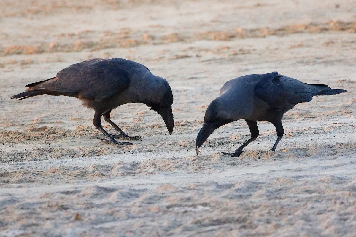 עורב הודי - ML645640459
